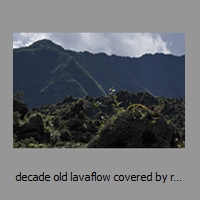 decade old lavaflow covered by rapidly growing vegetation